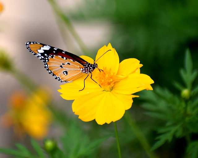 květina s motýlem
