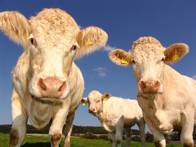 tři krávy