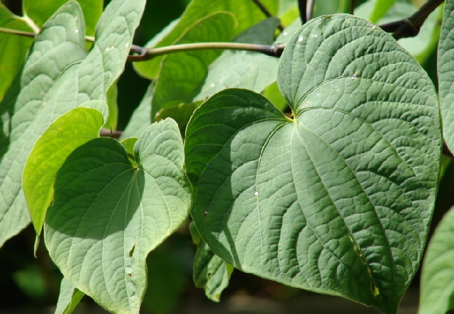 Kava Kava