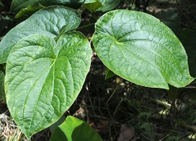Kava Kava